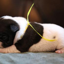 Yellow Collar - White and brindle female French Bulldog puppy in Wichita, Kansas from Phantasticus French Bulldogs