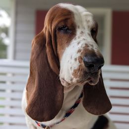 June - Basset Hound