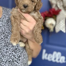 Cavapoo, Goldendoodle, Golden Retriever, and Poodle Puppies from Gypsi Doodles
