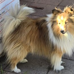Girl 4 - Sable & white female Toy Shetland Sheepdog puppy in Houston, Texas from LaLa's Lilliputian Lassies