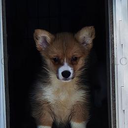 Hermonie - Red female Pembroke Welsh Corgi puppy in Kiowa, Colorado from Cool Water Corgis LLC