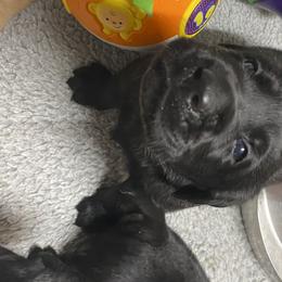 Boy 3 - Labrador Retriever puppy in Menomonee Falls, Wisconsin from Steppinstone Dog Training and Labradors/BC’s