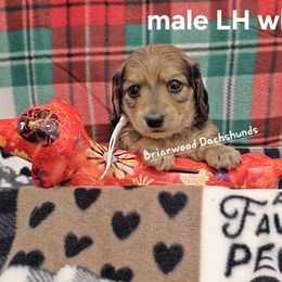 Dachshund Puppies from Briarwood Dachshunds