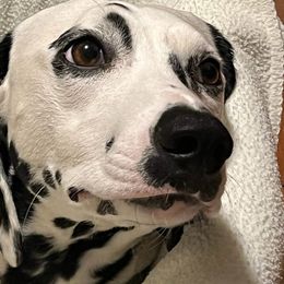 Cookie - Dalmatian