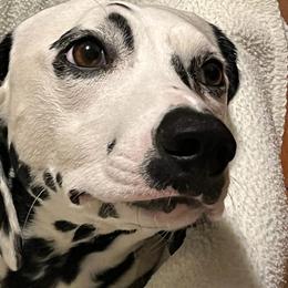 Cookie - Dalmatian