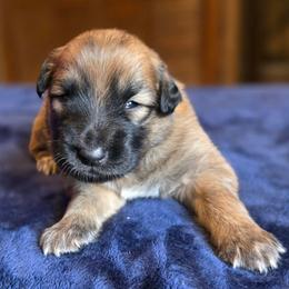 Royalty Reigns Ruby Rare Crimson Treasure - Fawn female Xoloitzcuintli puppy in Ethridge, Tennessee from Royalty Reigns Xolos
