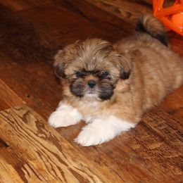Shih Tzu Puppies from Pikes Peak Shih Tzu