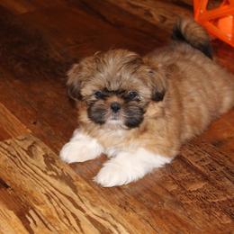 Shih Tzu Puppies from Pikes Peak Shih Tzu
