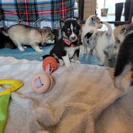 Pomeranian and Pomsky Puppies from Fann-Tastic Pomskies