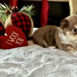 Chihuahua Puppies from Sunset Eves Chihuahuas