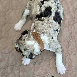 Assorted Doodle Crosses and Poodle Puppies from Royal T Acres