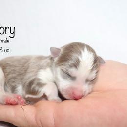 Glory - Lavender female Pomsky puppy in Denham Springs, Louisiana from Bayouland Pomskies