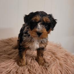 Bernedoodle Puppies from Beartown Doodles