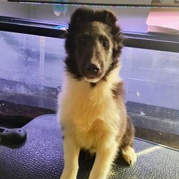 Sawyer - Black and white male Shetland Sheepdog puppy in Albany, New York from K&A Little Wonder's