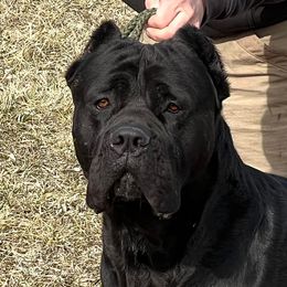 Buchecha “Boo” - Cane Corso