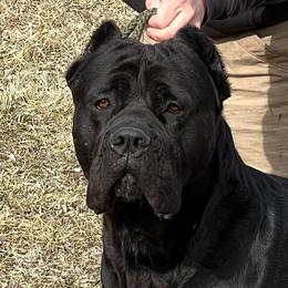Buchecha “Boo” - Cane Corso