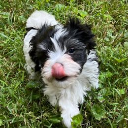 Clover - Black and white female Havanese puppy in Warrenton, Virginia from Dearheart Havanese