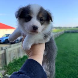 Boy 1 - Blue male Pembroke Welsh Corgi puppy in Ashland, Ohio from SS Australian Shepherds