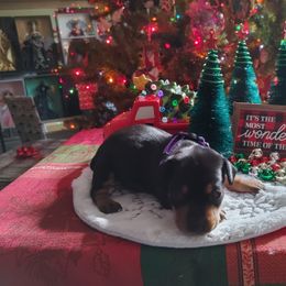 Boxer and Miniature Pinscher Puppies from Pike's Pups