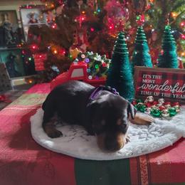 Boxer and Miniature Pinscher Puppies from Pike's Pups