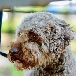Bridgette - Lagotto Romagnolo