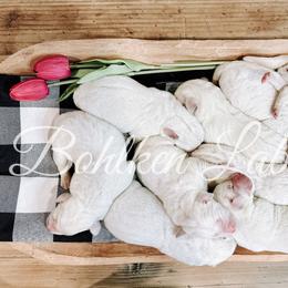 Labrador Retriever Puppies from Bohlken Labradors