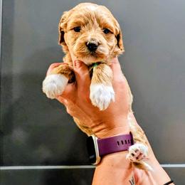 Leroy - Red  male Goldendoodle puppy in Forest, Ohio from Mini Doodle Buddies