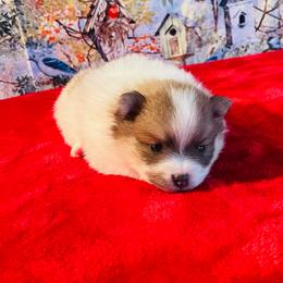 Chloe 1550 - Chocolate parti female Pomeranian puppy in Douglas, Georgia from Heartland small breeds