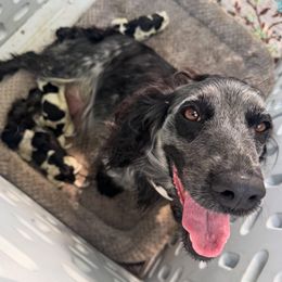 Quinn - English Cocker Spaniel