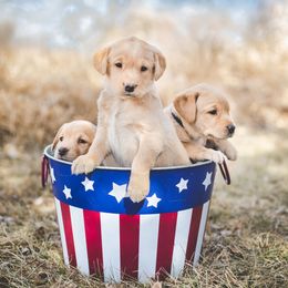 Labrador Retrievers from Surefire Gun Dogs