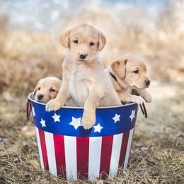 Labrador Retrievers from Surefire Gun Dogs