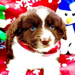 Australian Shepherds from Curry’s Australian Shepherds