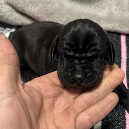 Girl 2 - Black and white female Great Dane puppy in Indianola, Iowa from Bull West Kennels