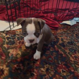 Green Collar - Seal and white female Boston Terrier puppy in Red Rock, Arizona from Knucklez Kids