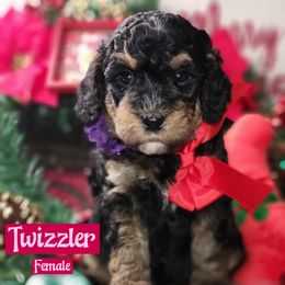 Twizzler - Tri-color female Bernedoodle puppy in Beecher, Illinois from Erica’s Doodles