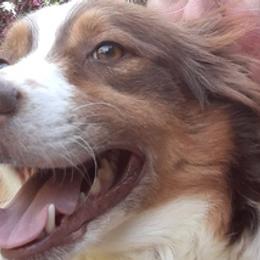 Australian Shepherds from MJ's Puppy Paws