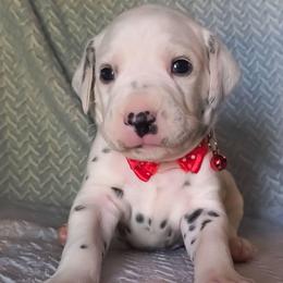 Alastor (Red Collar Male) - White and black male Dalmatian puppy in Raymondville, Missouri from Wagner's Dalmatian's