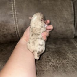 Toy Australian Shepherd Puppies from Rafter 7E Aussies