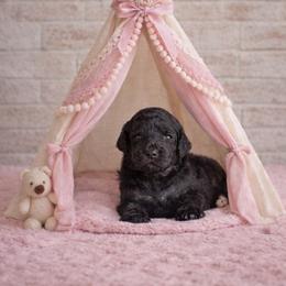 Sugar Plum - Phantom female Goldendoodle puppy in Woodruff, South Carolina from Crooked Creek Doodles and Poodles