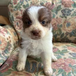 Cora - Red tri-color female Australian Shepherd puppy in Grants Pass, Oregon from Carmel Mountain Aussies