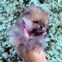 London - Orange sable female Pomeranian puppy in Waterloo, Indiana from Garcias Pomeranian