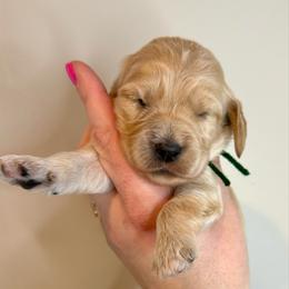 Toast - Apricot male Cavapoo puppy in Grand Blanc, Michigan from Halsey Poodles and Doodles