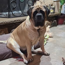 EVEREST - Mastiff