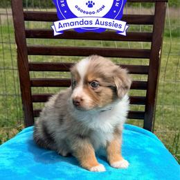 RMF Silver collar - Red merle female Australian Shepherd puppy in Greenville, Texas from Amandas Aussies