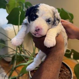 Princess 3500 - Merle female Sheepadoodle puppy in Los Angeles, California from Exquisite Doodles
