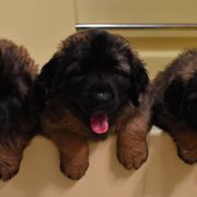 Leonberger Puppies from Dunderave Kennel