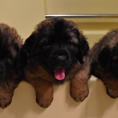 Leonberger Puppies from Dunderave Kennel