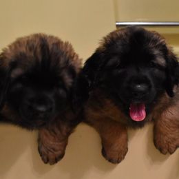 Leonberger Puppies from Dunderave Kennel
