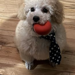 Poodle Puppies from Champion Poodles