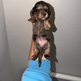 Girl 2 - Dapple female Dachshund puppy in Oroville, California from Barnes’ Doxies